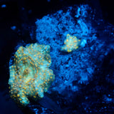 JC Firefly Discosoma