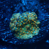 JC Firefly Discosoma