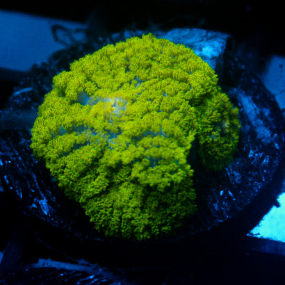 JC Neon Green Rhodactis