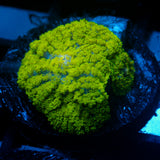 JC Neon Green Rhodactis