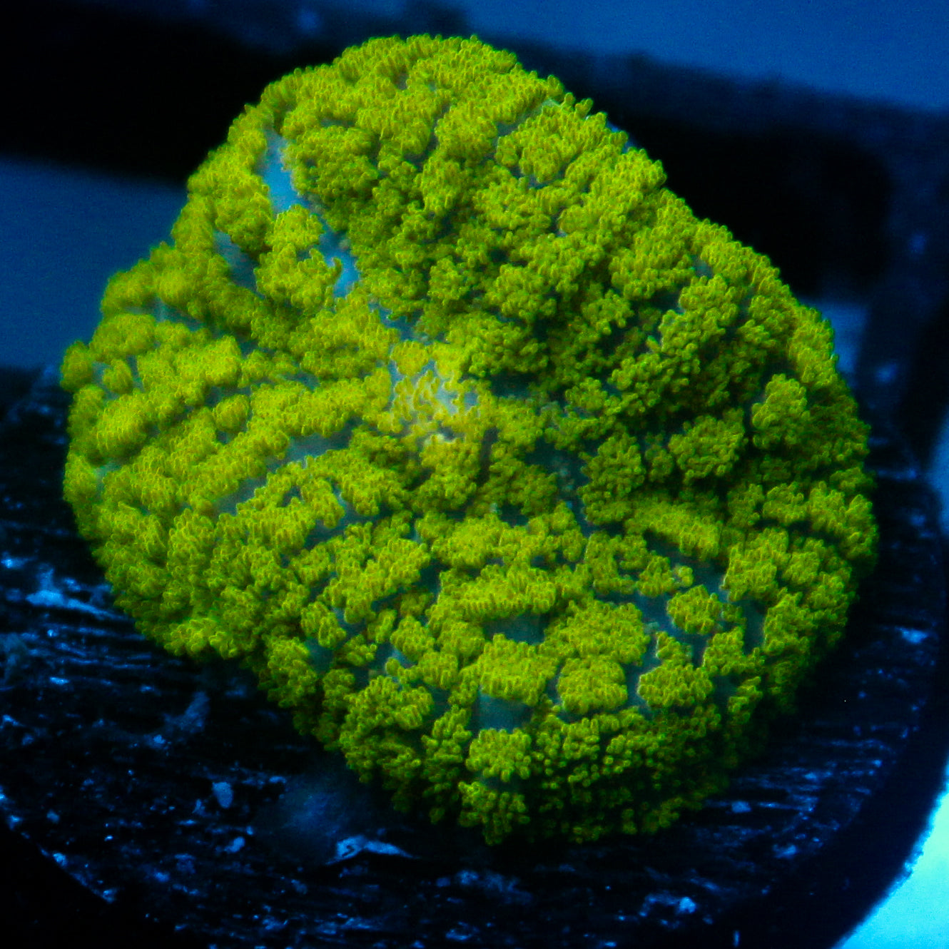 JC Neon Green Rhodactis