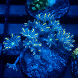 JC Orange Tip Clove Polyp