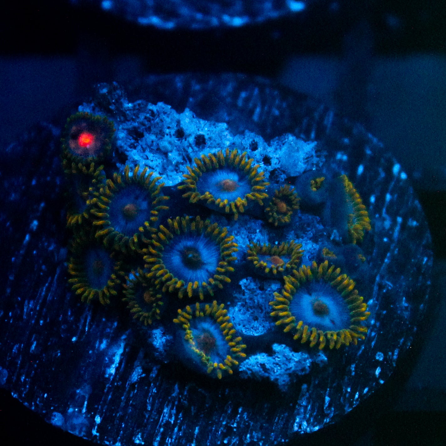 JC Gold Gobbler Zoanthid