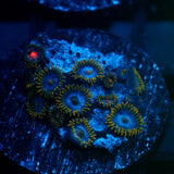 JC Gold Gobbler Zoanthid