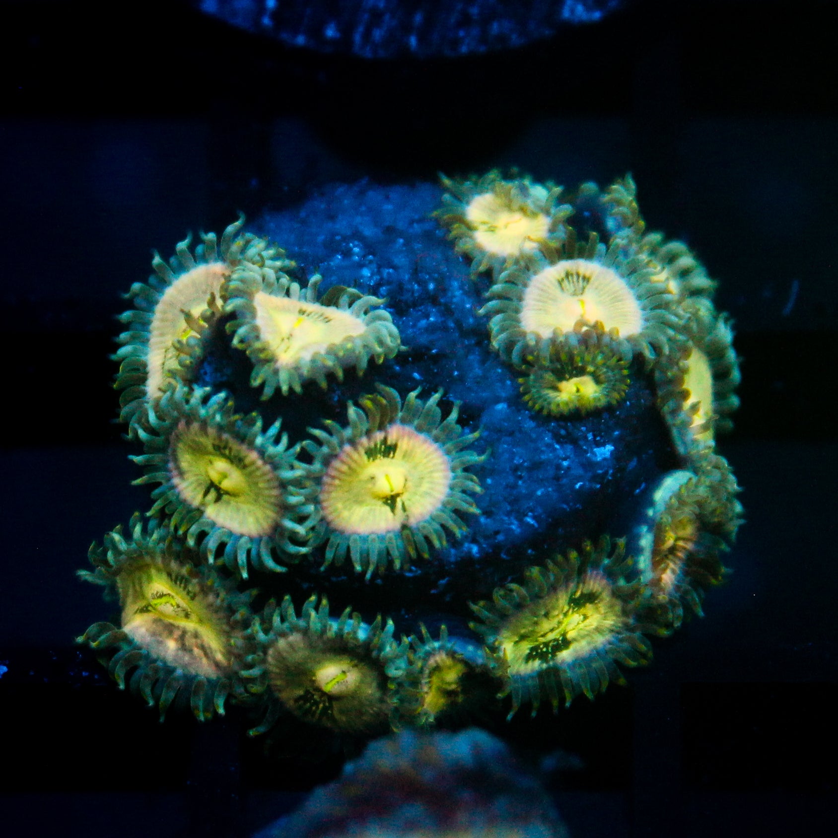 JC Hawaiian Ding Dang Zoanthid