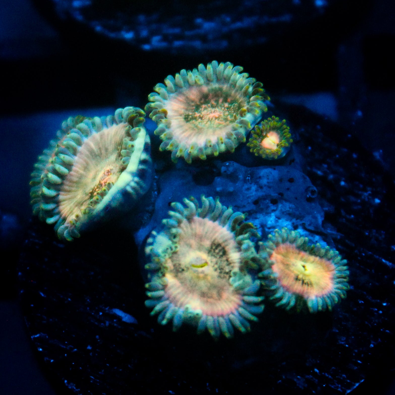 JC Hawaiian Ding Dang Zoanthid