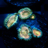 JC Hawaiian Ding Dang Zoanthid