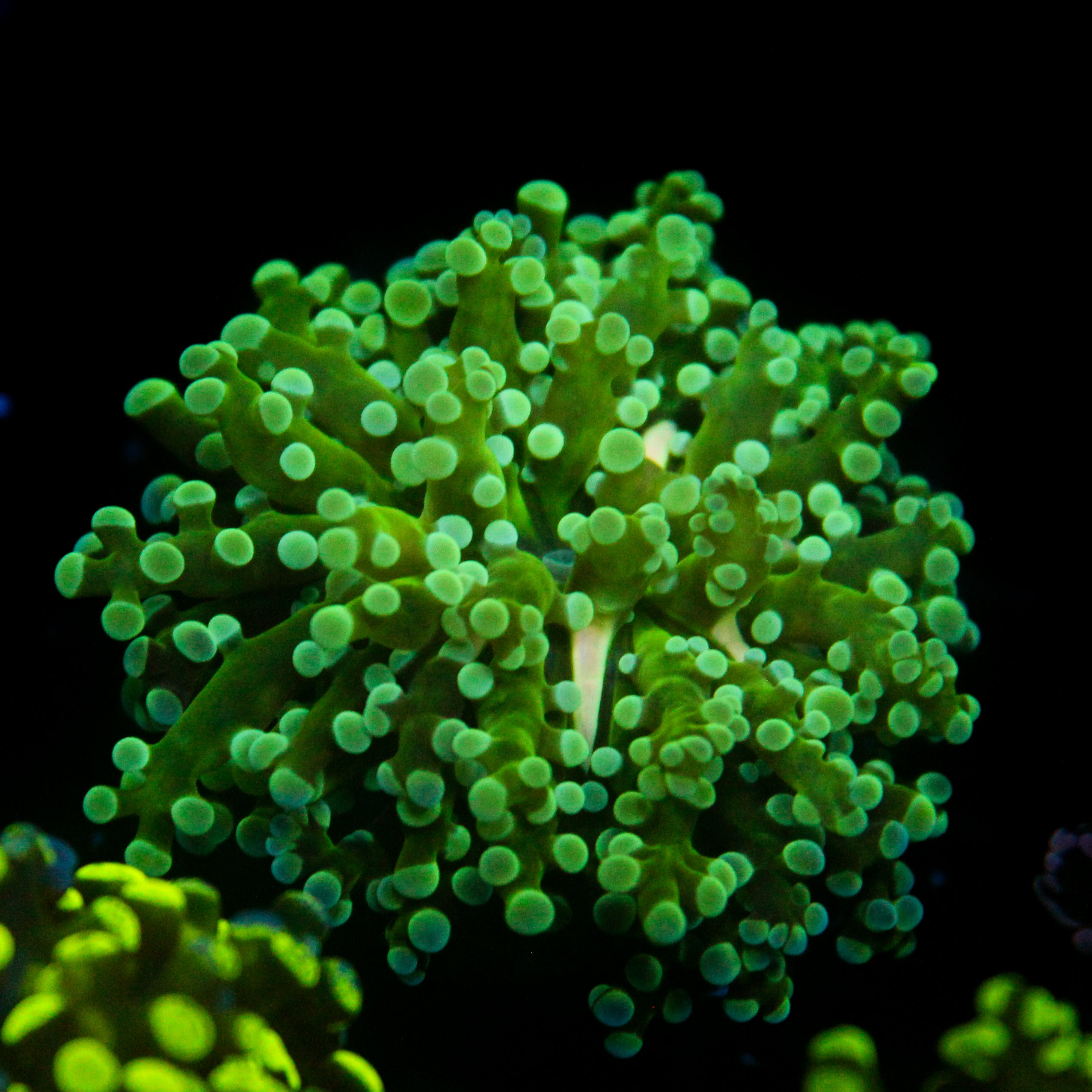 JC Fresh Breath Frogspawn