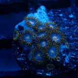 JC Gold Gobbler Zoanthid
