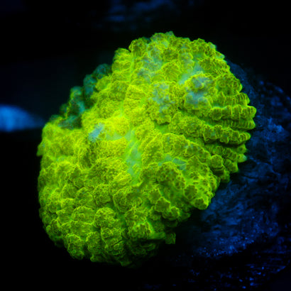 JC Kryptonite Rhodactis