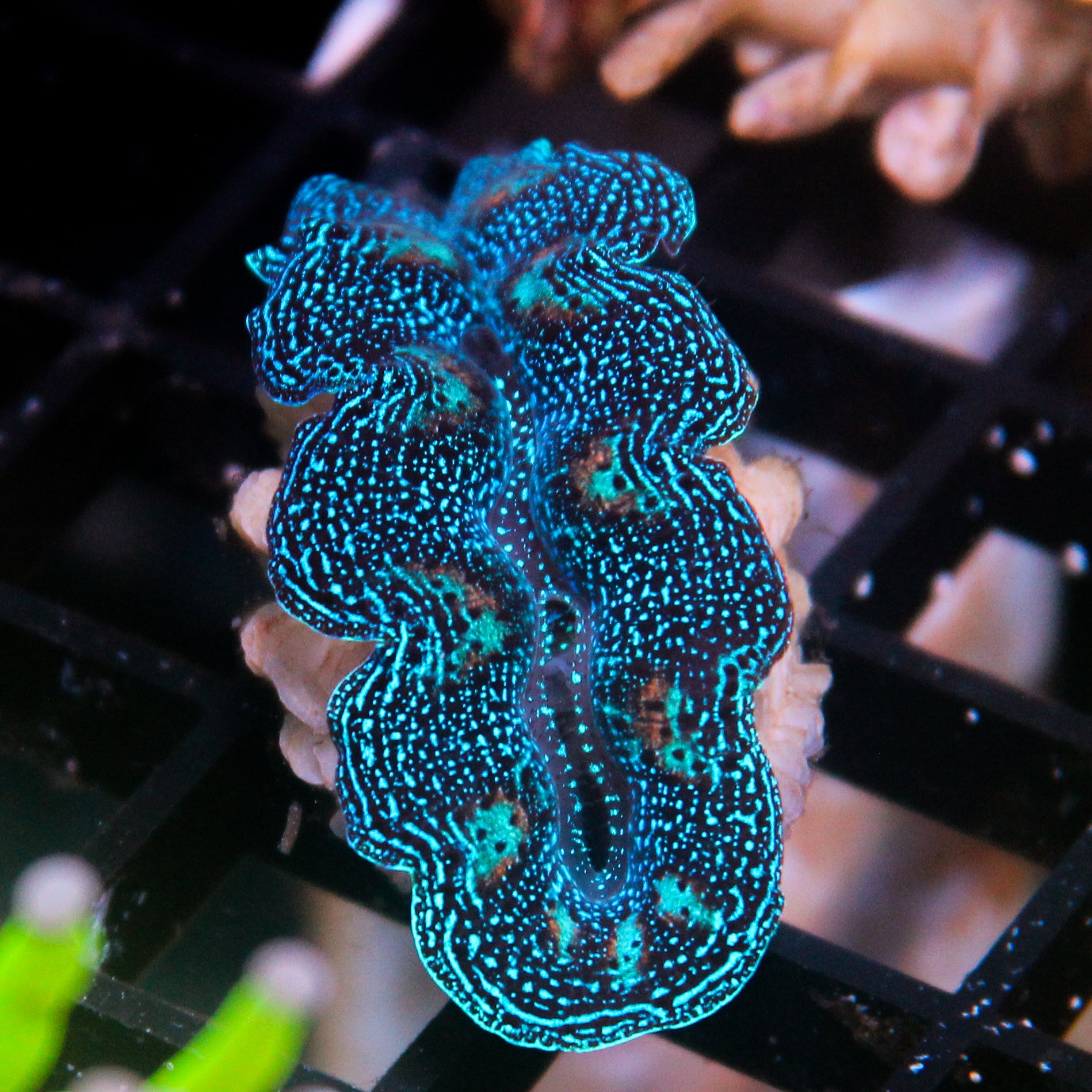 JC Biota Aquacultured Ultra Crocea