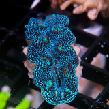 JC Biota Aquacultured Ultra Crocea