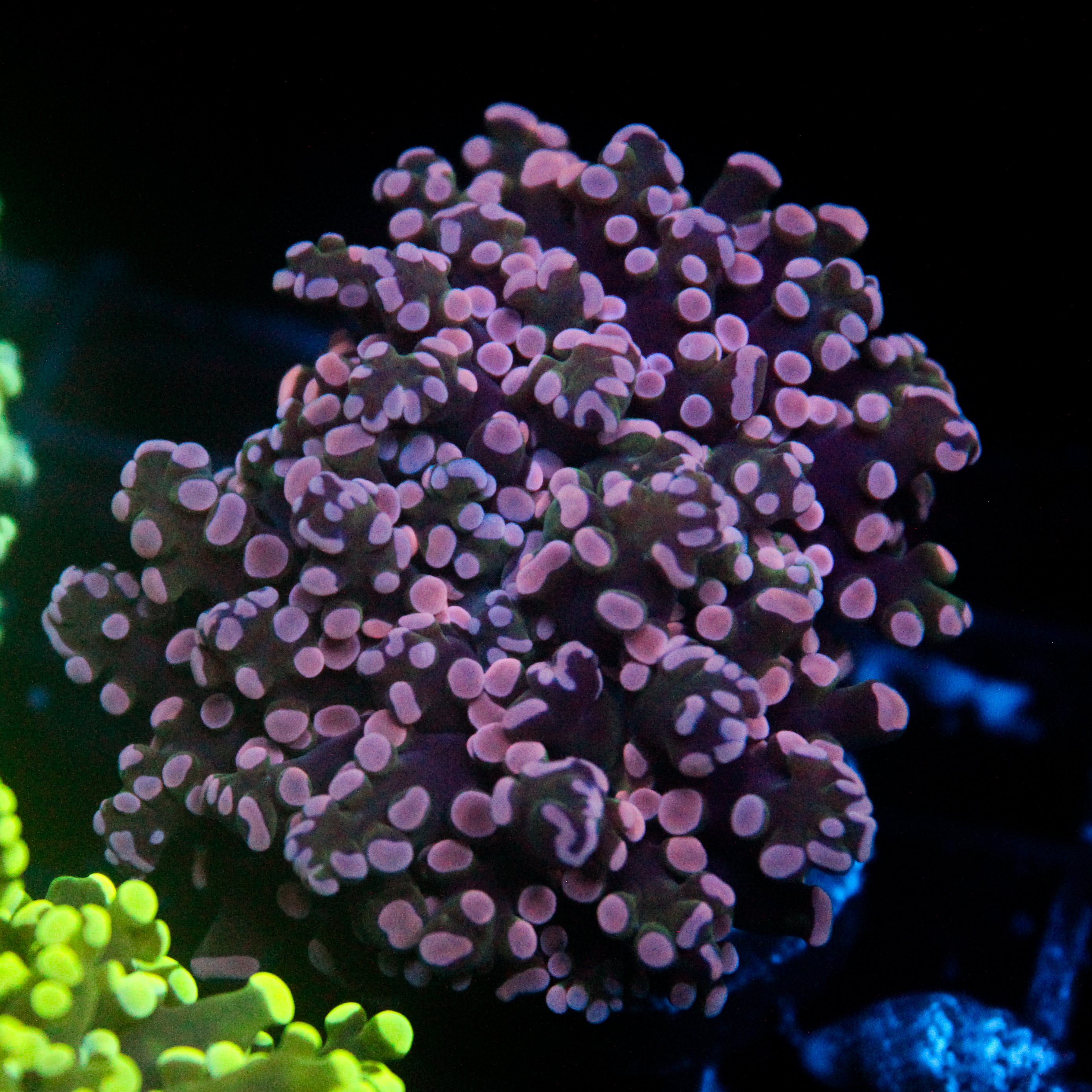 JC Pink Tip Frogspawn