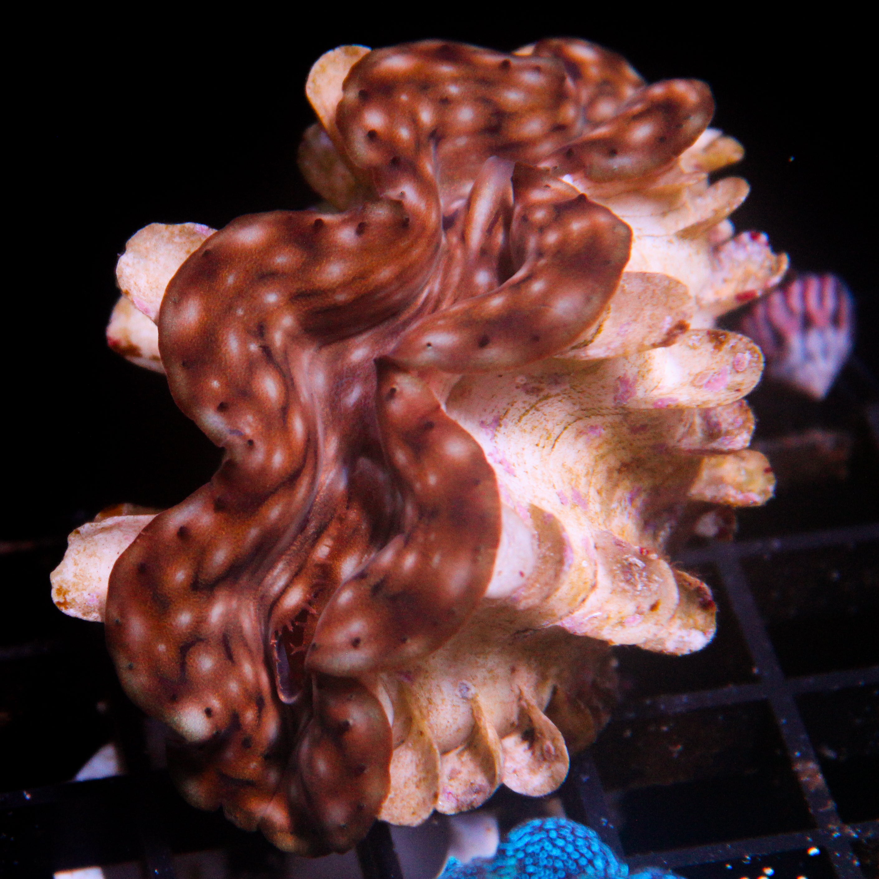 JC Biota Aquacultured Squamosa
