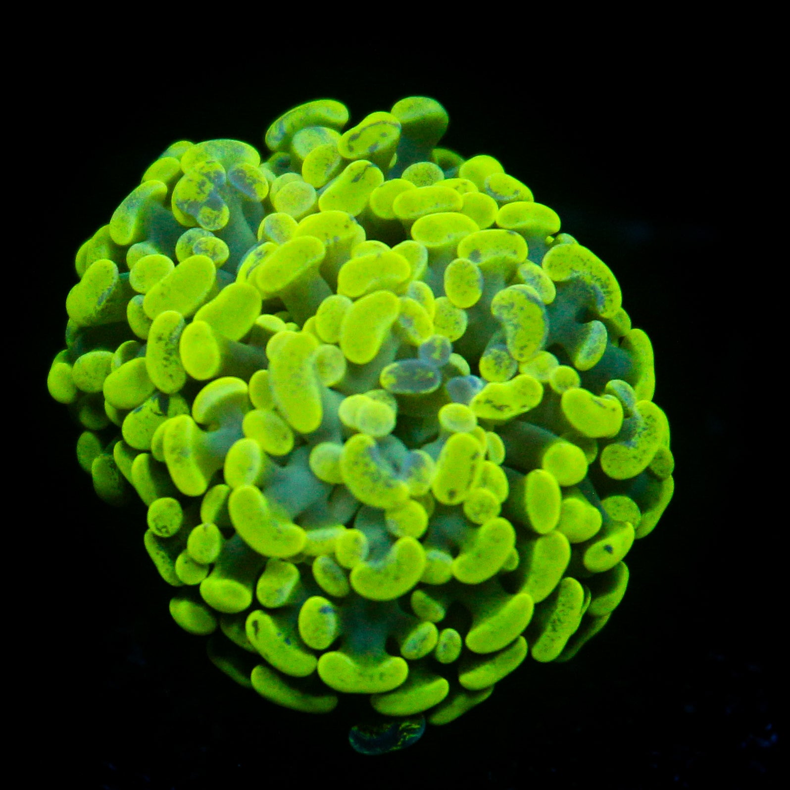 JC Ultra Splatter Hammer
