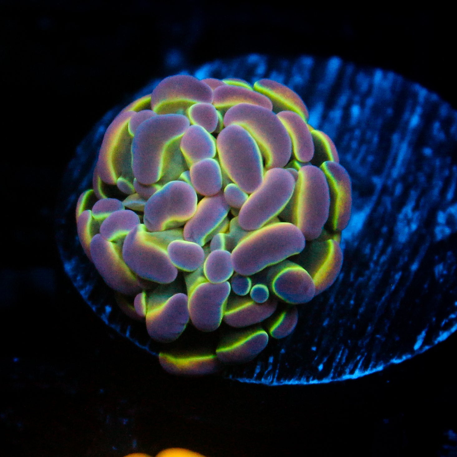 JC Ultra Hologram Hammer