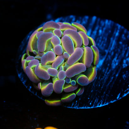 JC Ultra Hologram Hammer