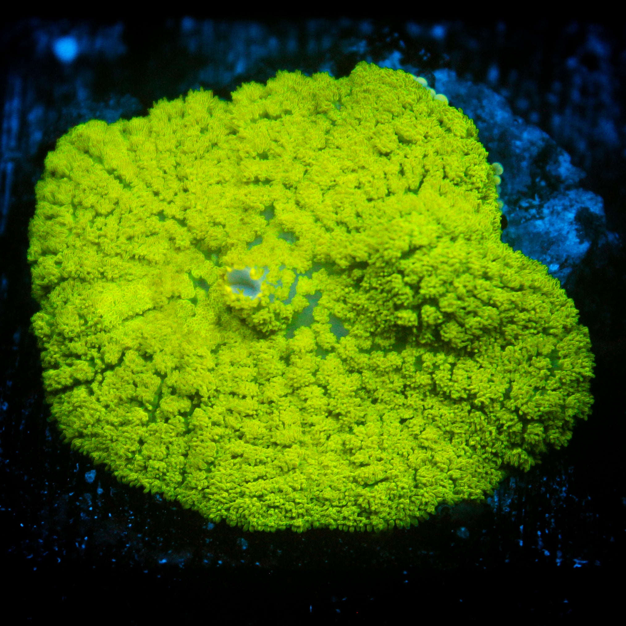 JC XL Neon Green Rhodactis