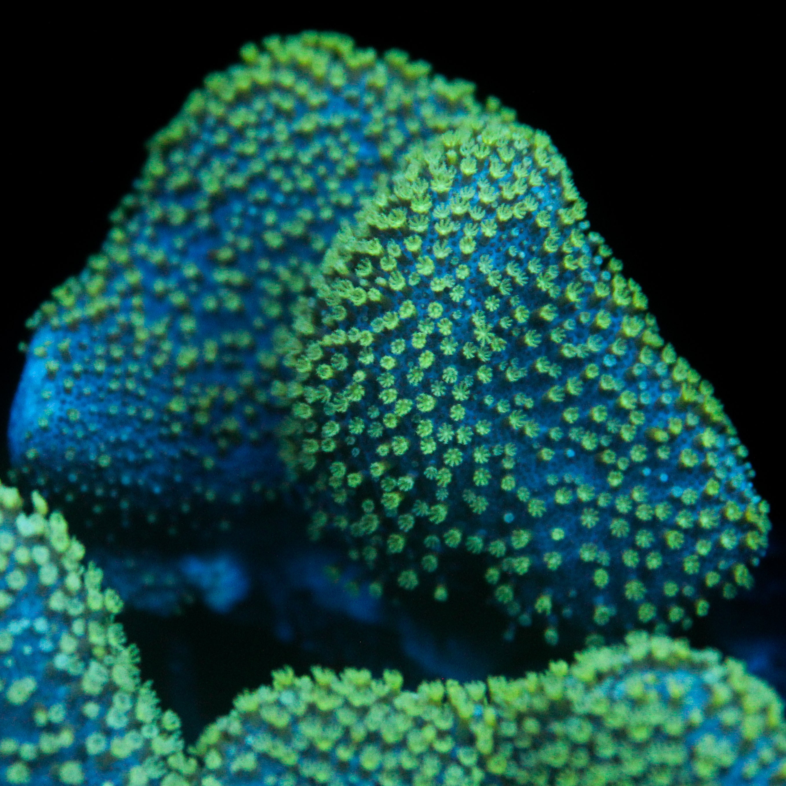 JC Minty Toadstool