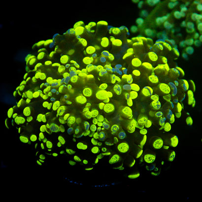 JC Splatter Frogspawn