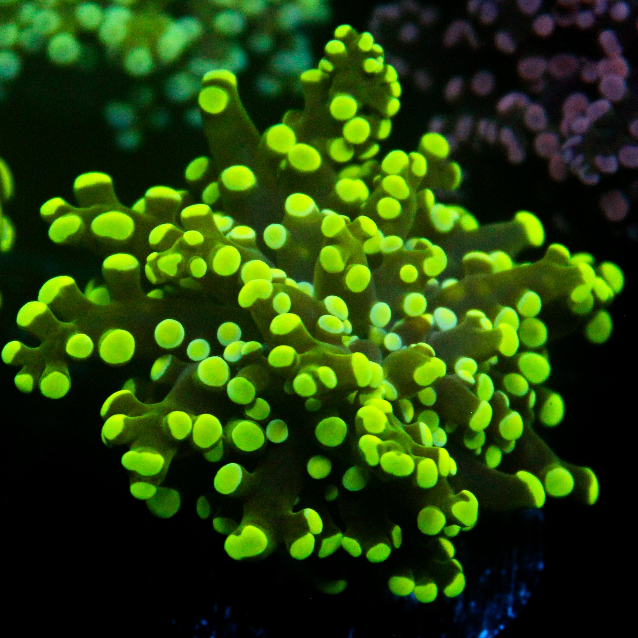 JC Green Frogspawn