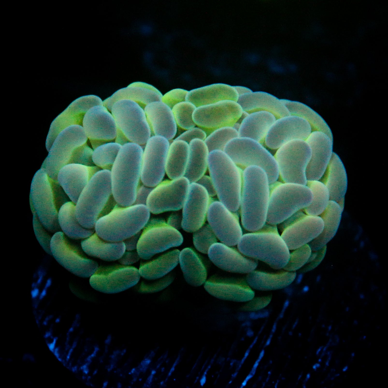 JC Alien Glow Hammer