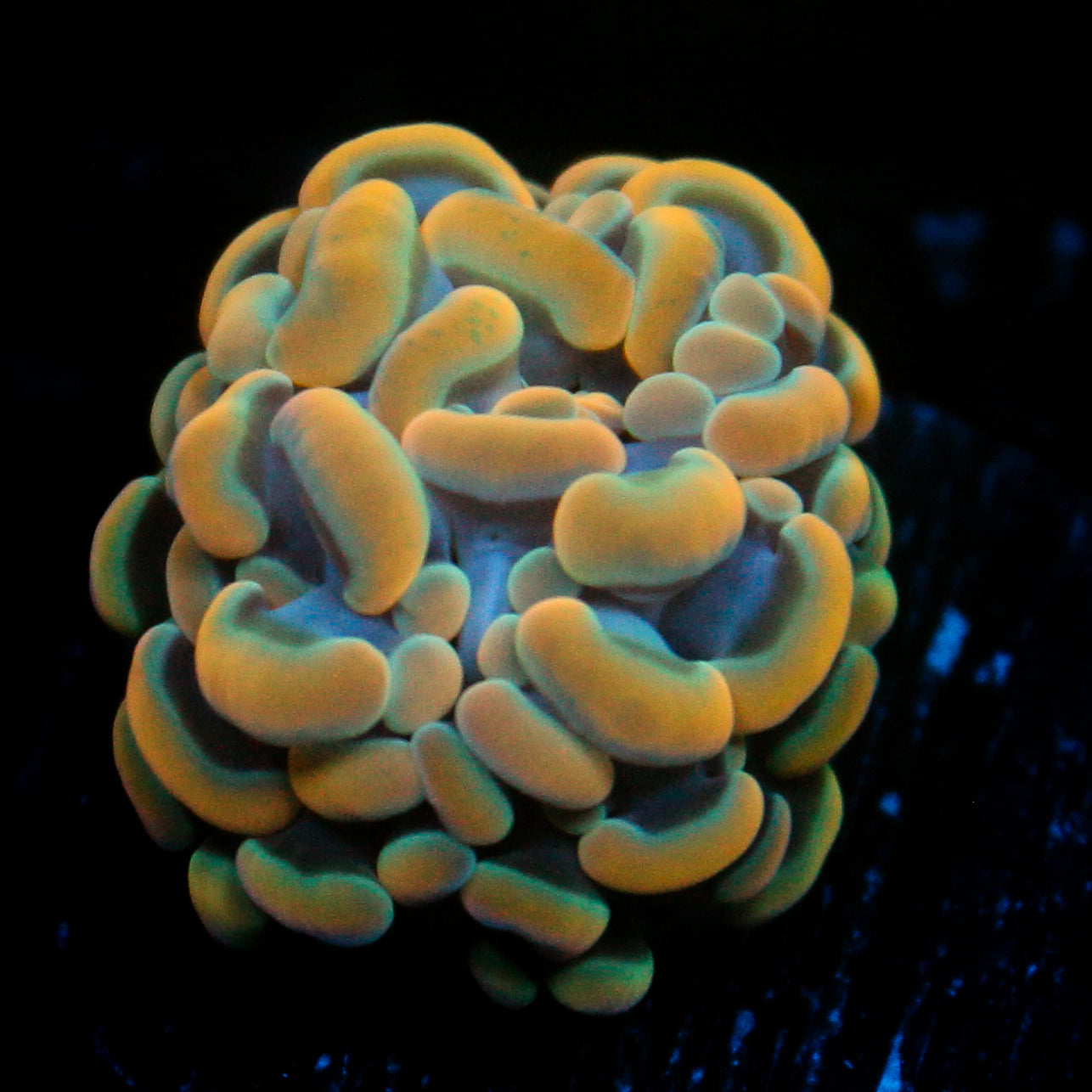 JC Beachy Vibes Hammer
