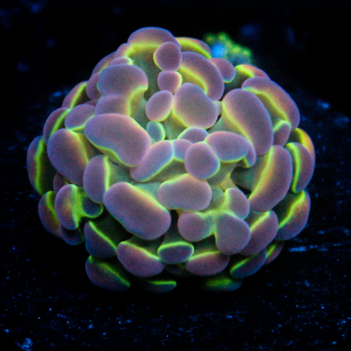 JC Ultra Hologram Hammer