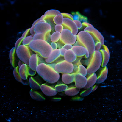 JC Ultra Hologram Hammer