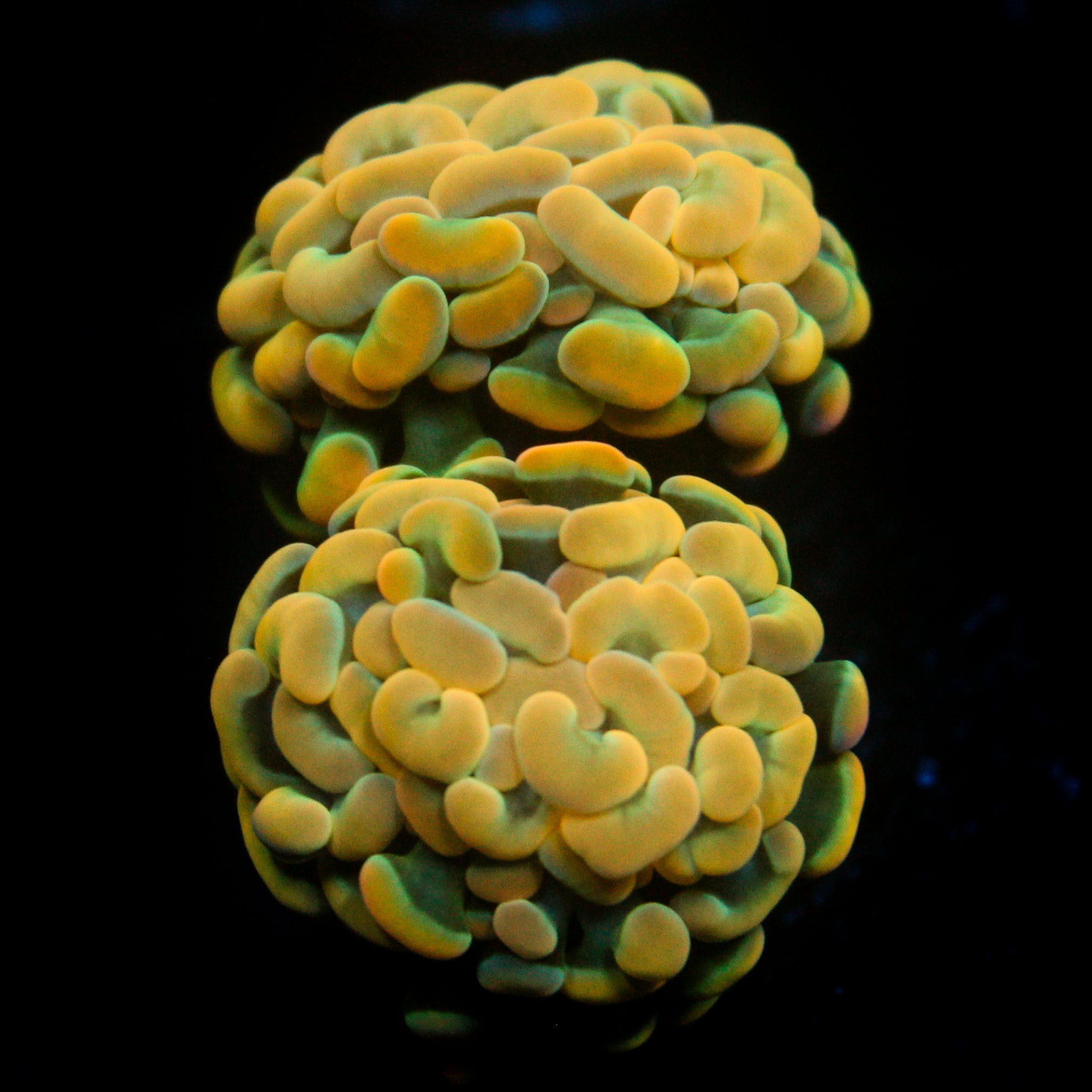 JC Rainbow Gold Hammer Double