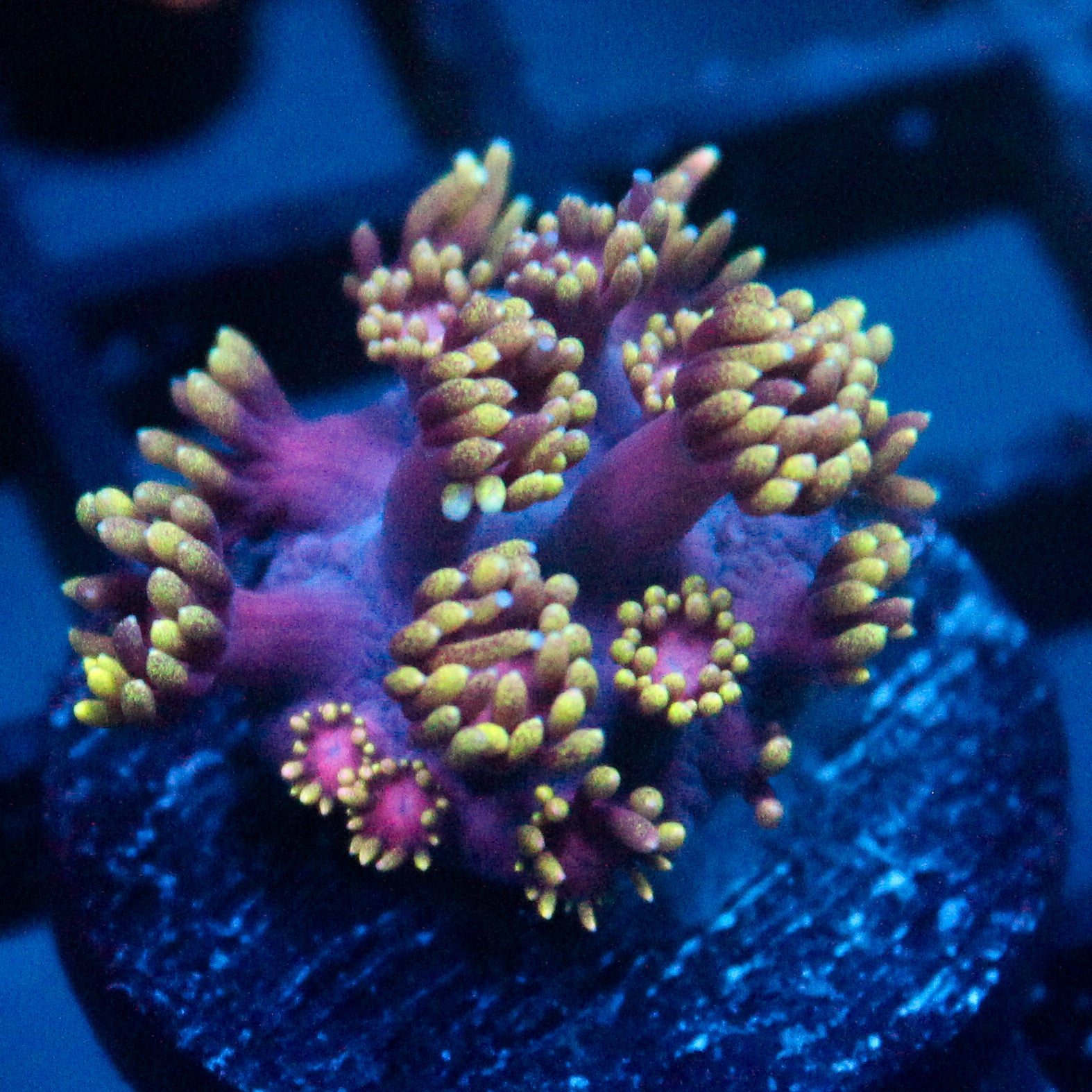 JC Aura Goni