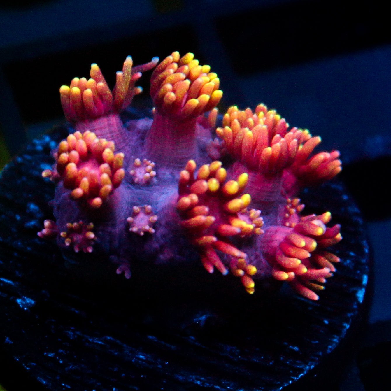 JC Tentacool Goni