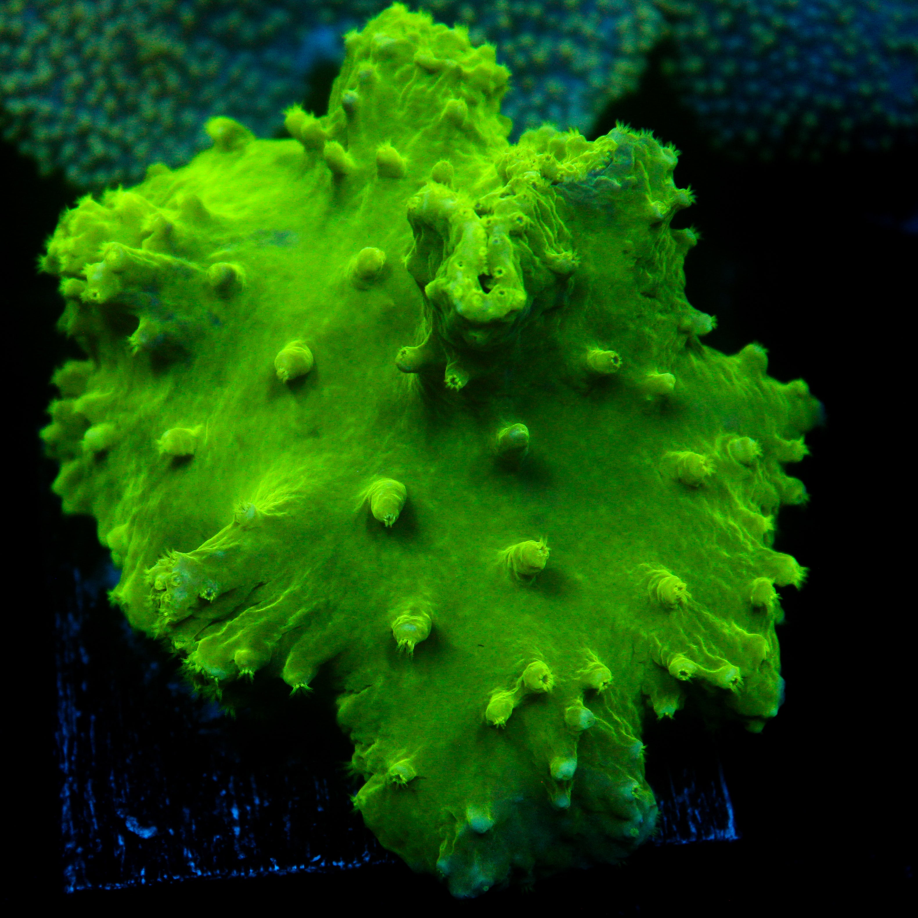 JC Neon Green Cabbage Coral 2"+