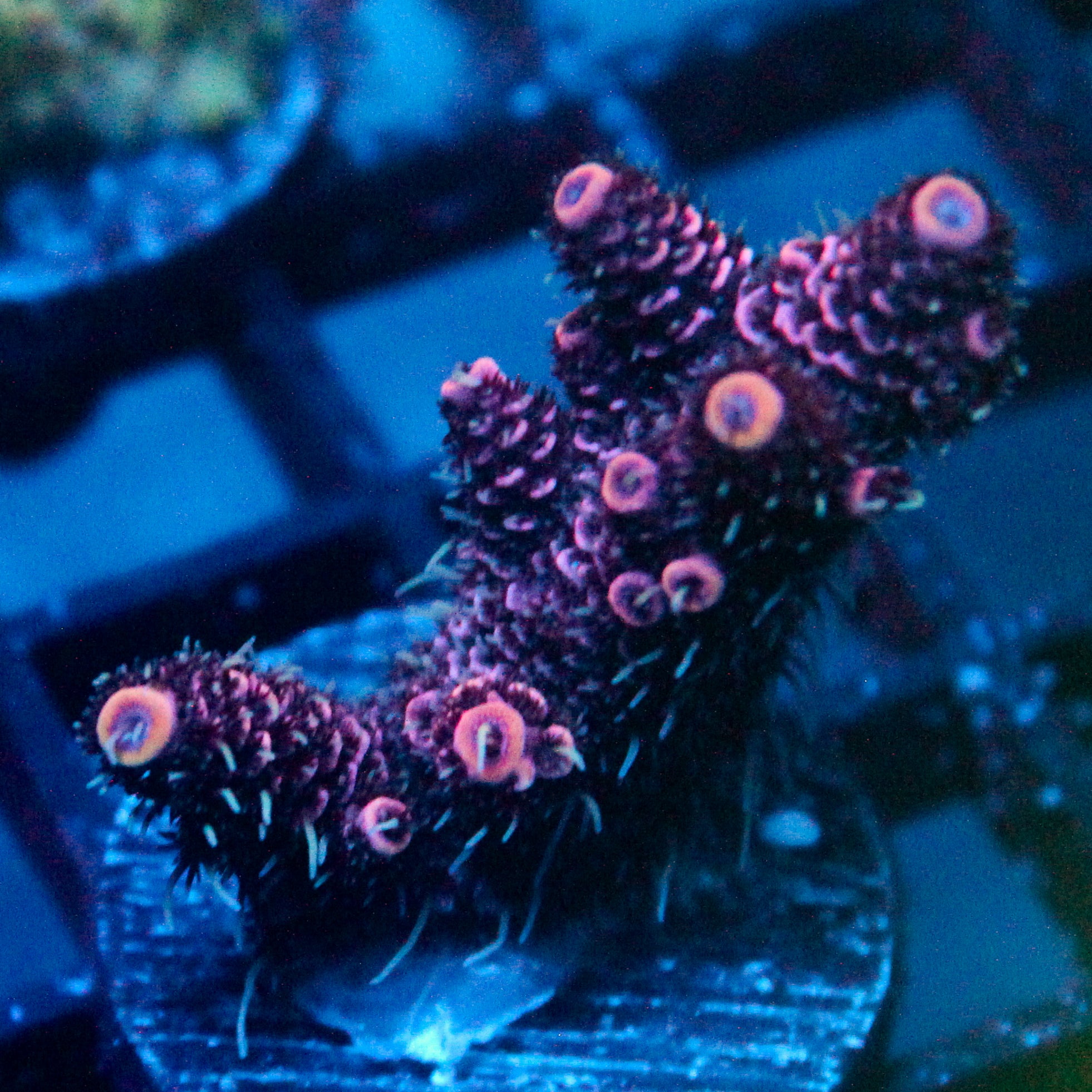 JC Purple Flux Acro