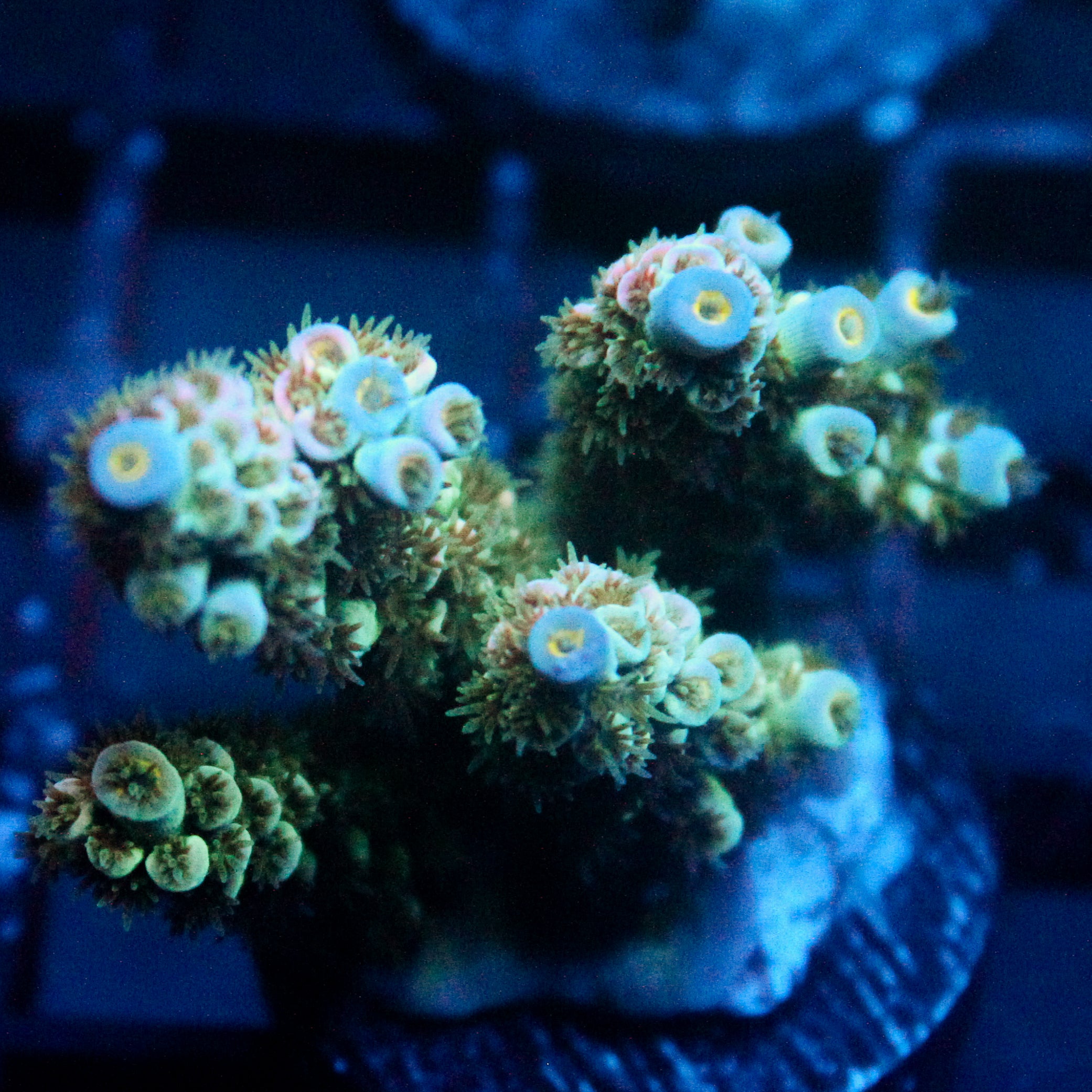 JC Petals Acro