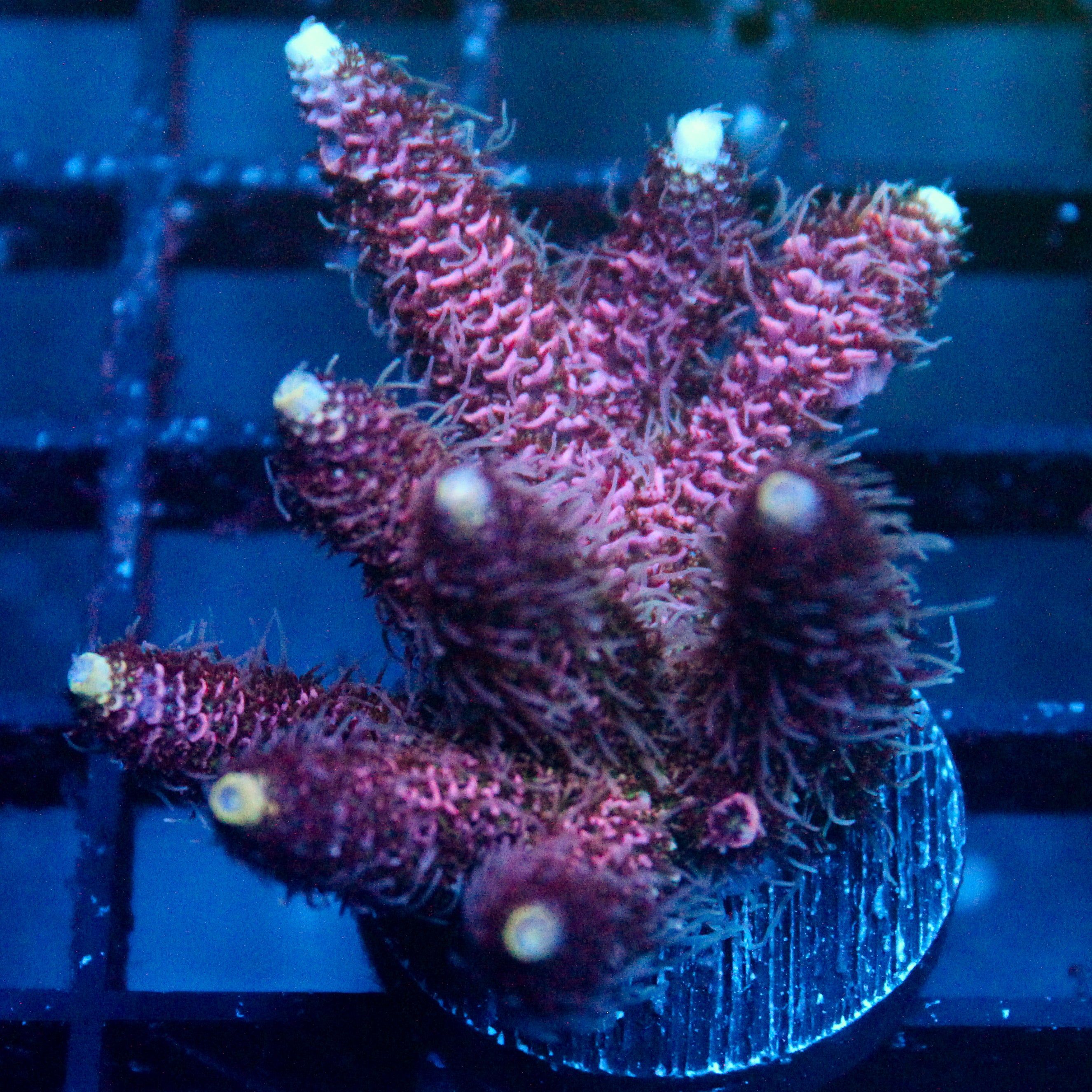 JC Purple Flux Acro
