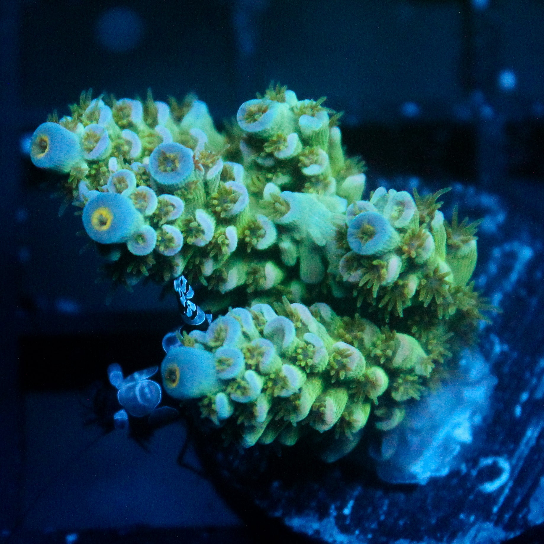 JC Green Demon Acro