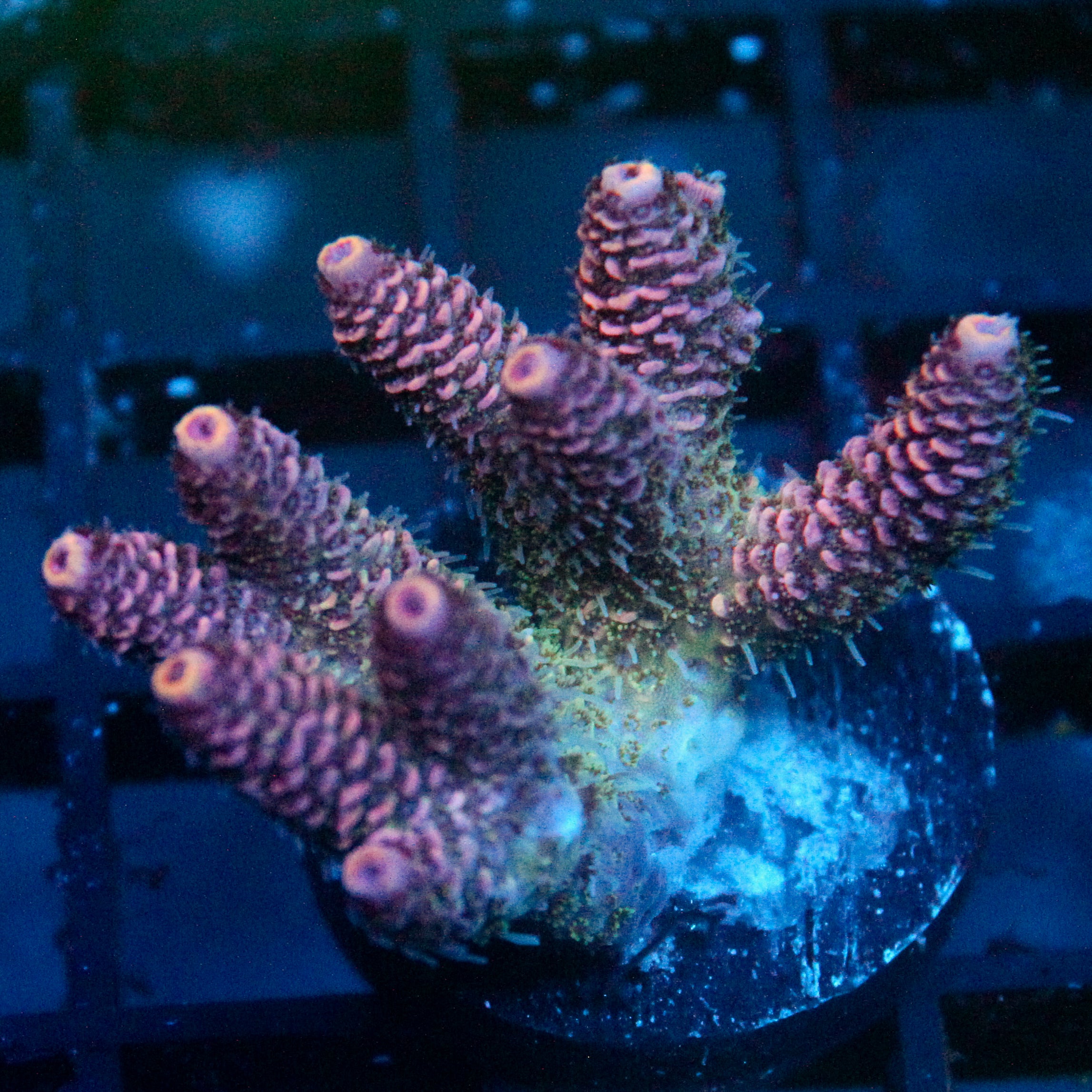 JC Enchantment Acro