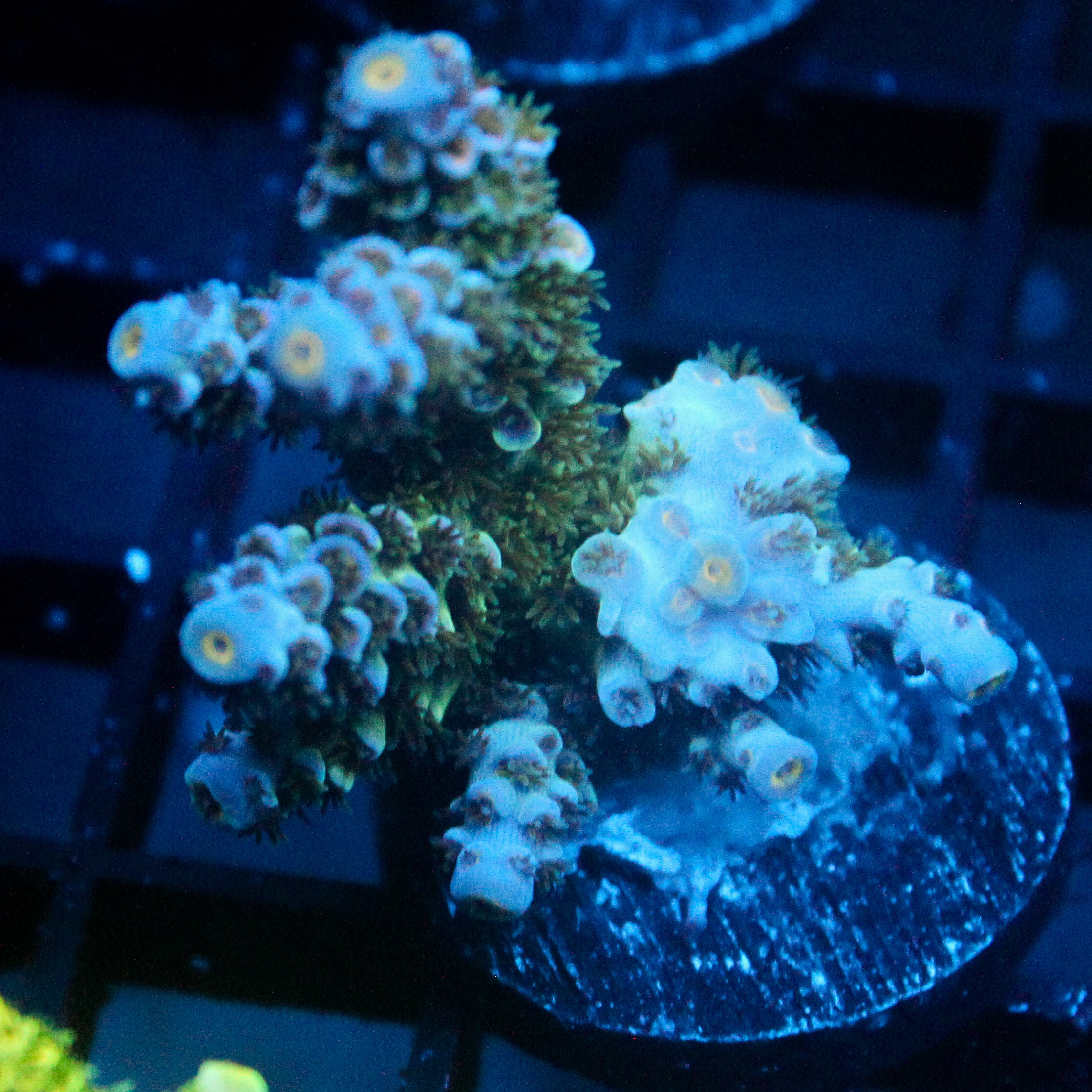 JC Blue Demon Acro