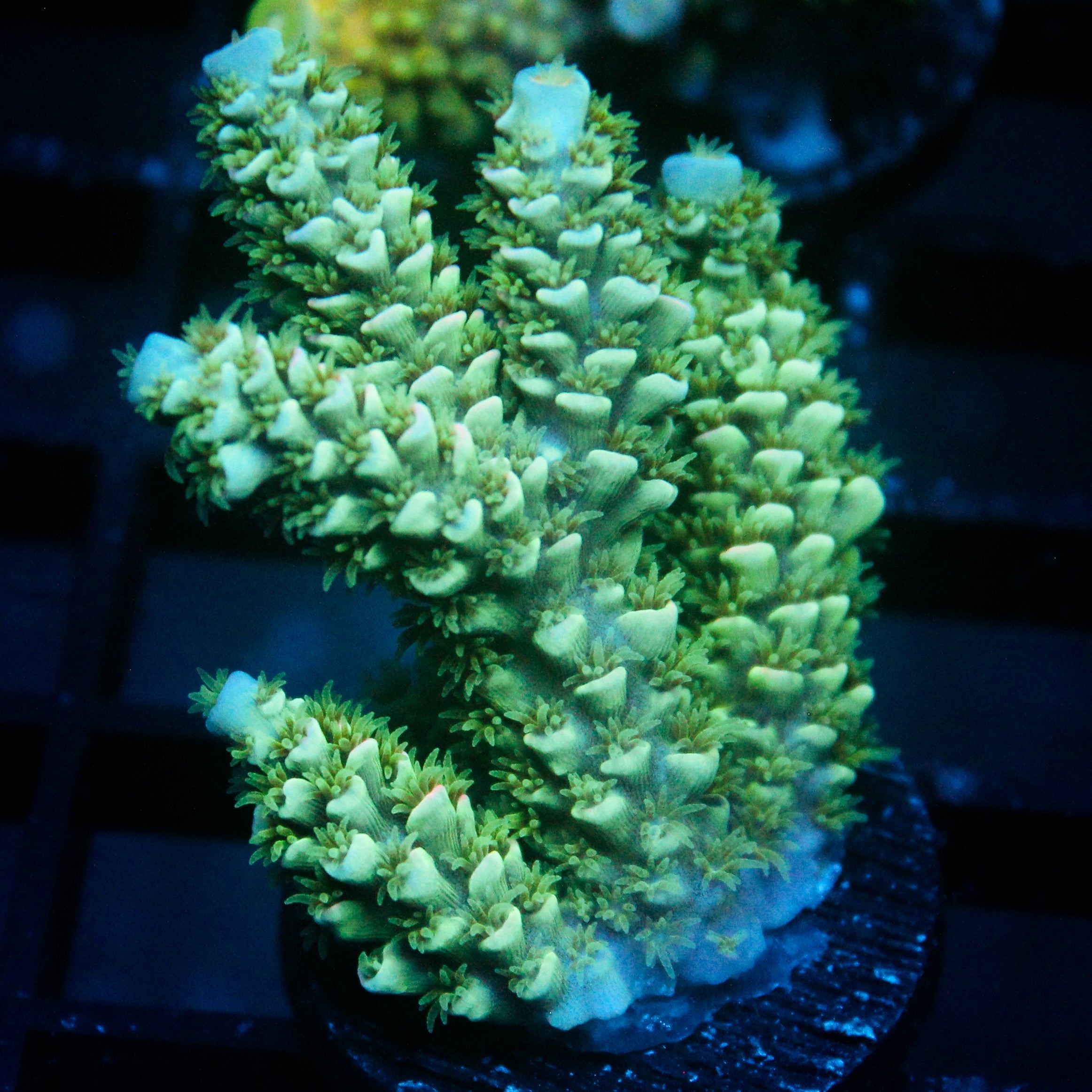 JC Green Demon Acro