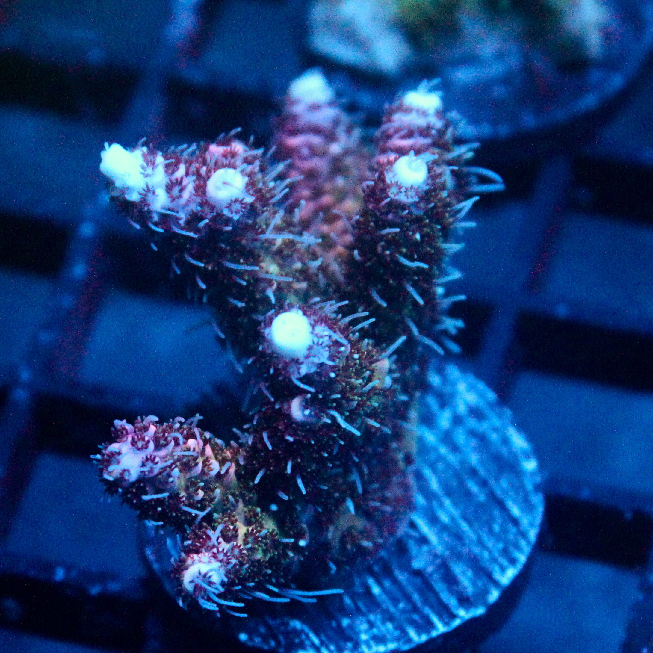 JC Purple Monster Acro