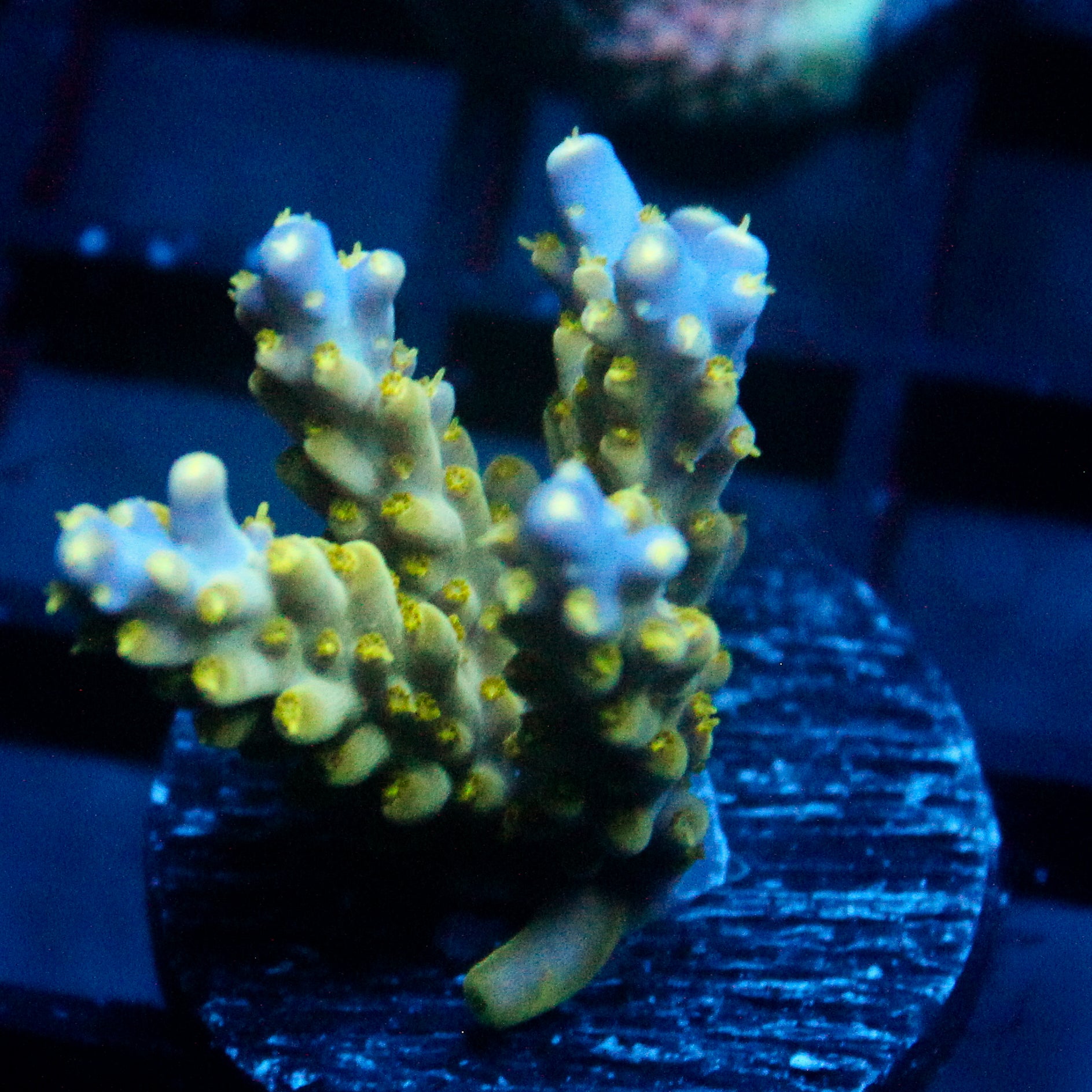 JC Frog Strike Acro