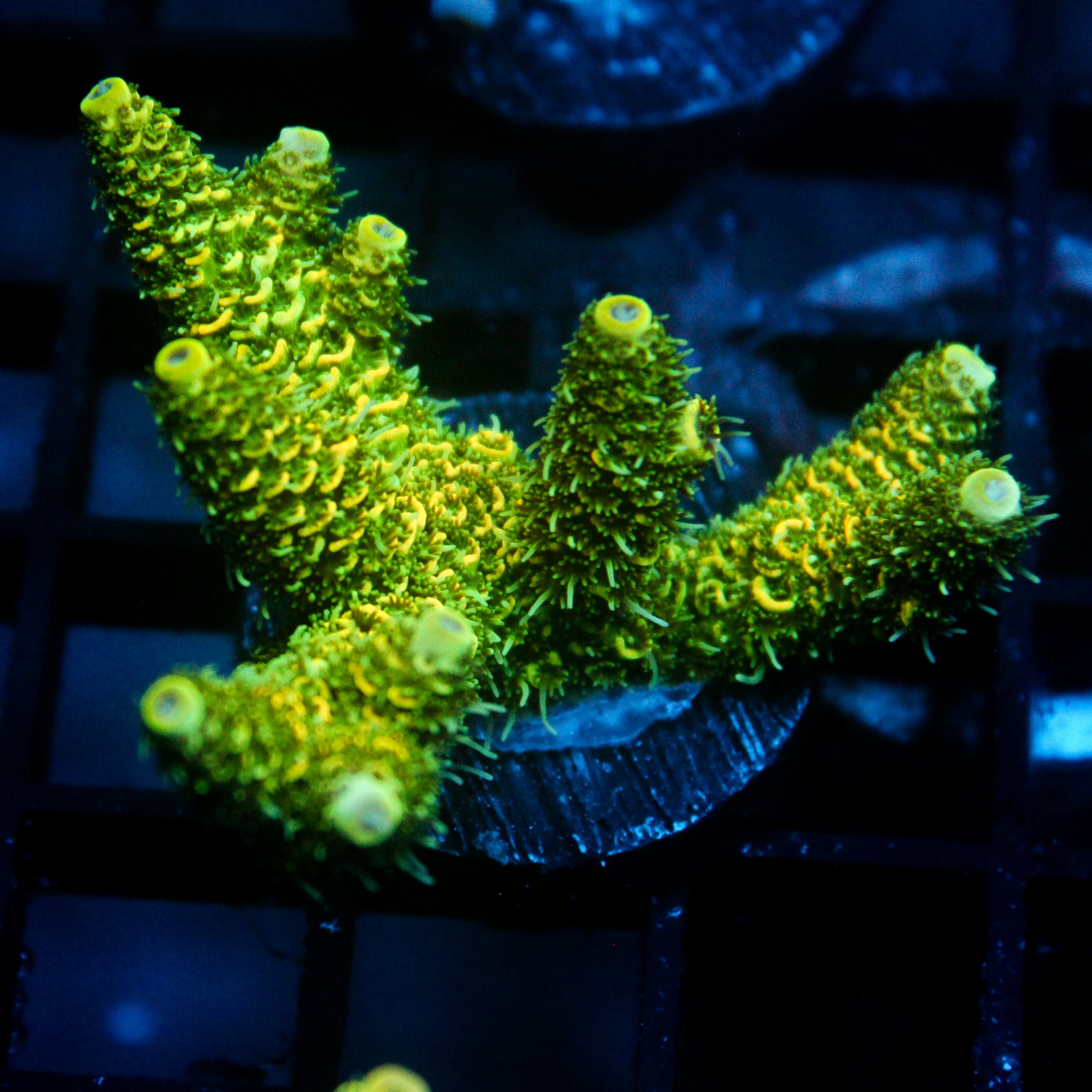 JC Tropical Fever Acro