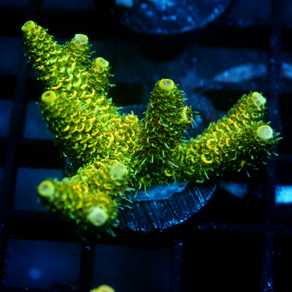 JC Tropical Fever Acro