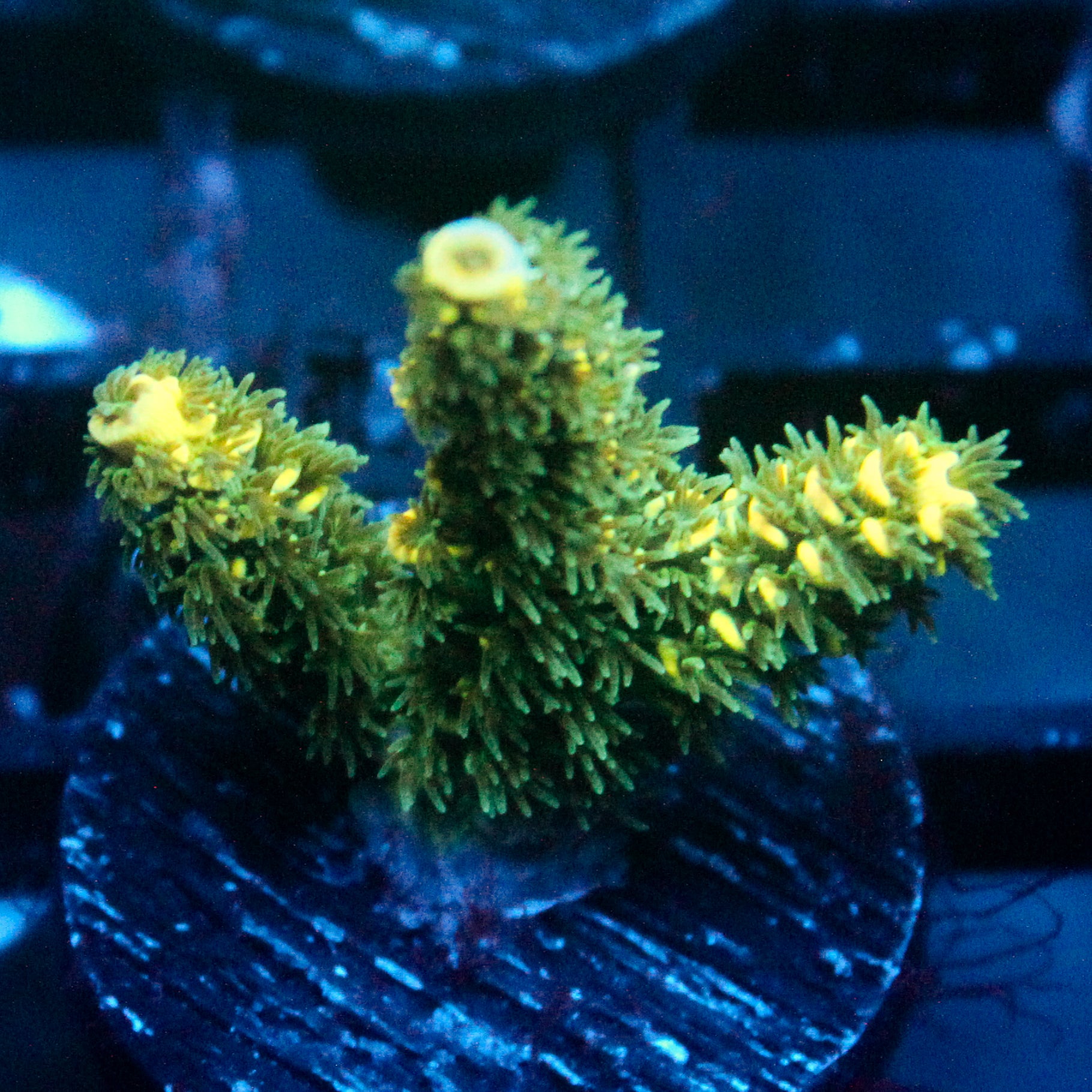 JC Auramite Acro