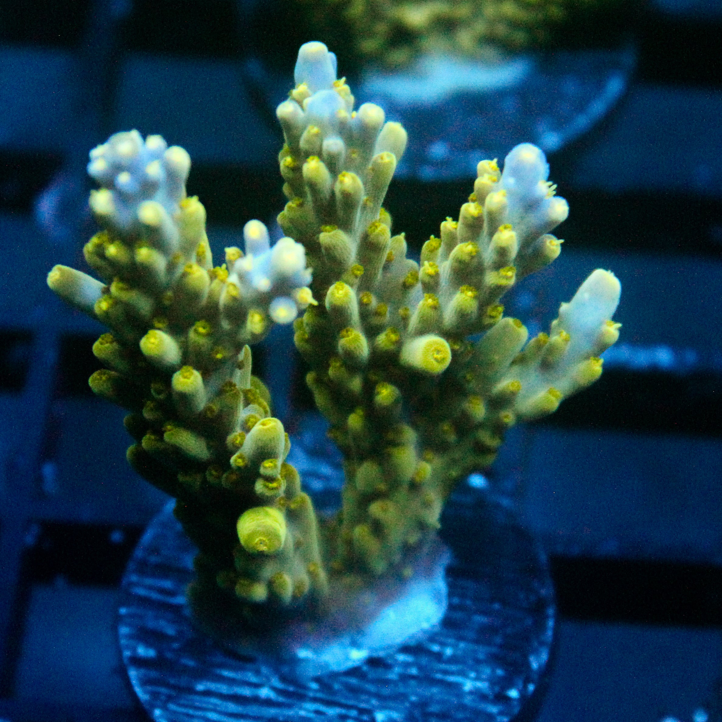 JC Frog Strike Acro
