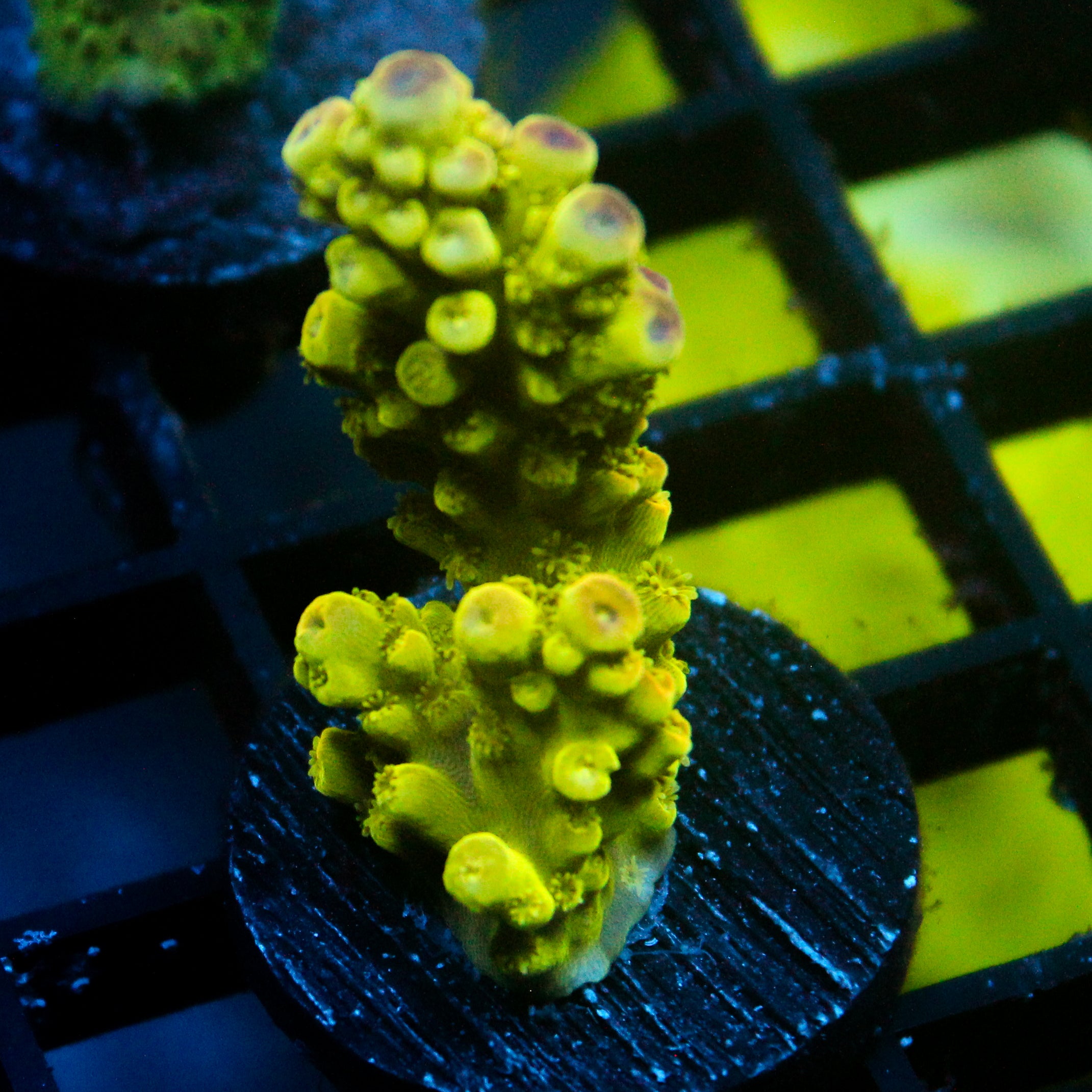 JC Electric Grove Acro