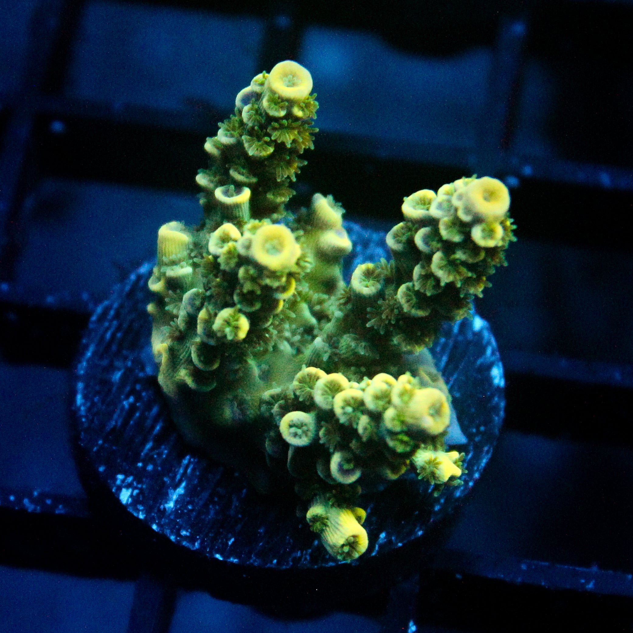 JC Auramite Acro
