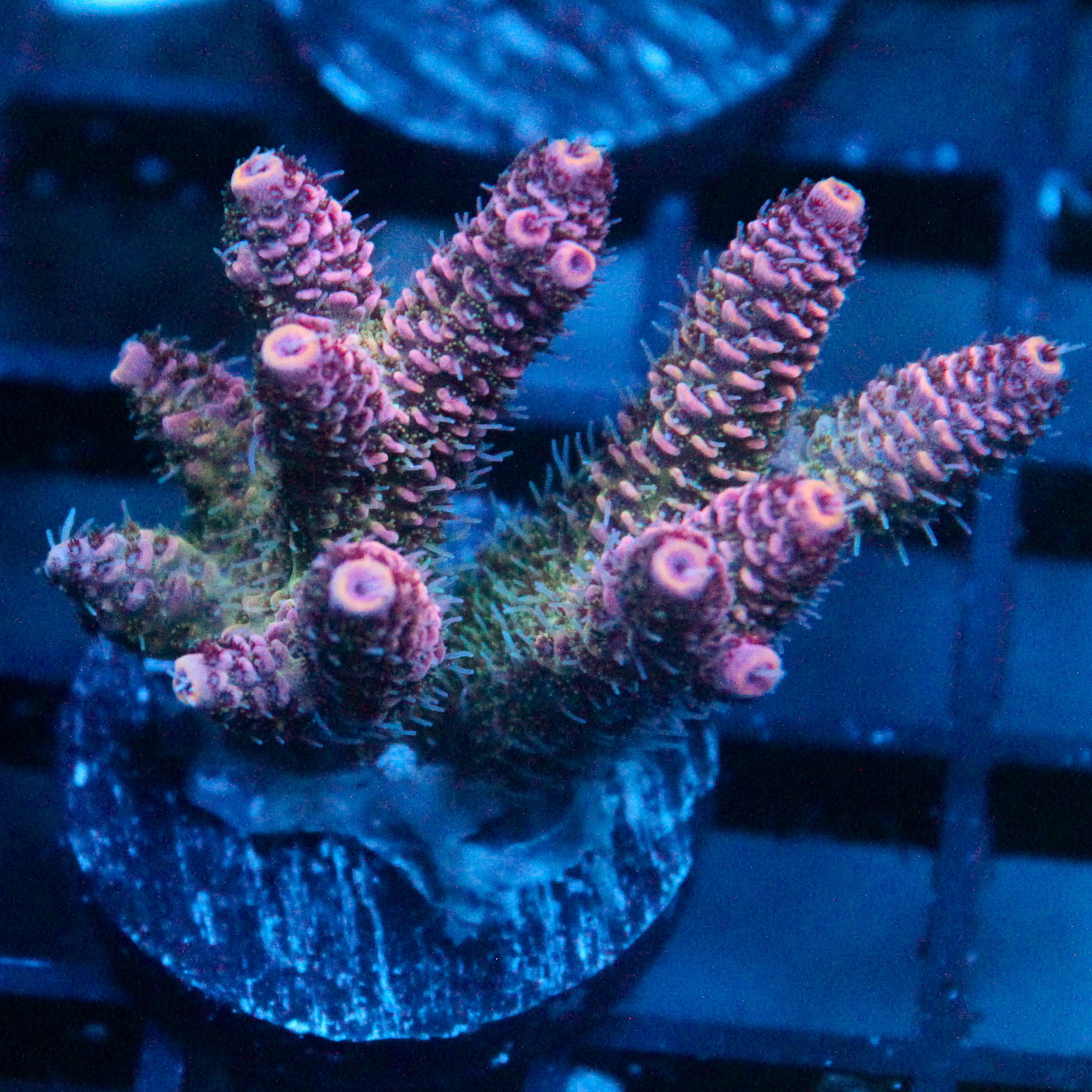 JC Enchantment Acro