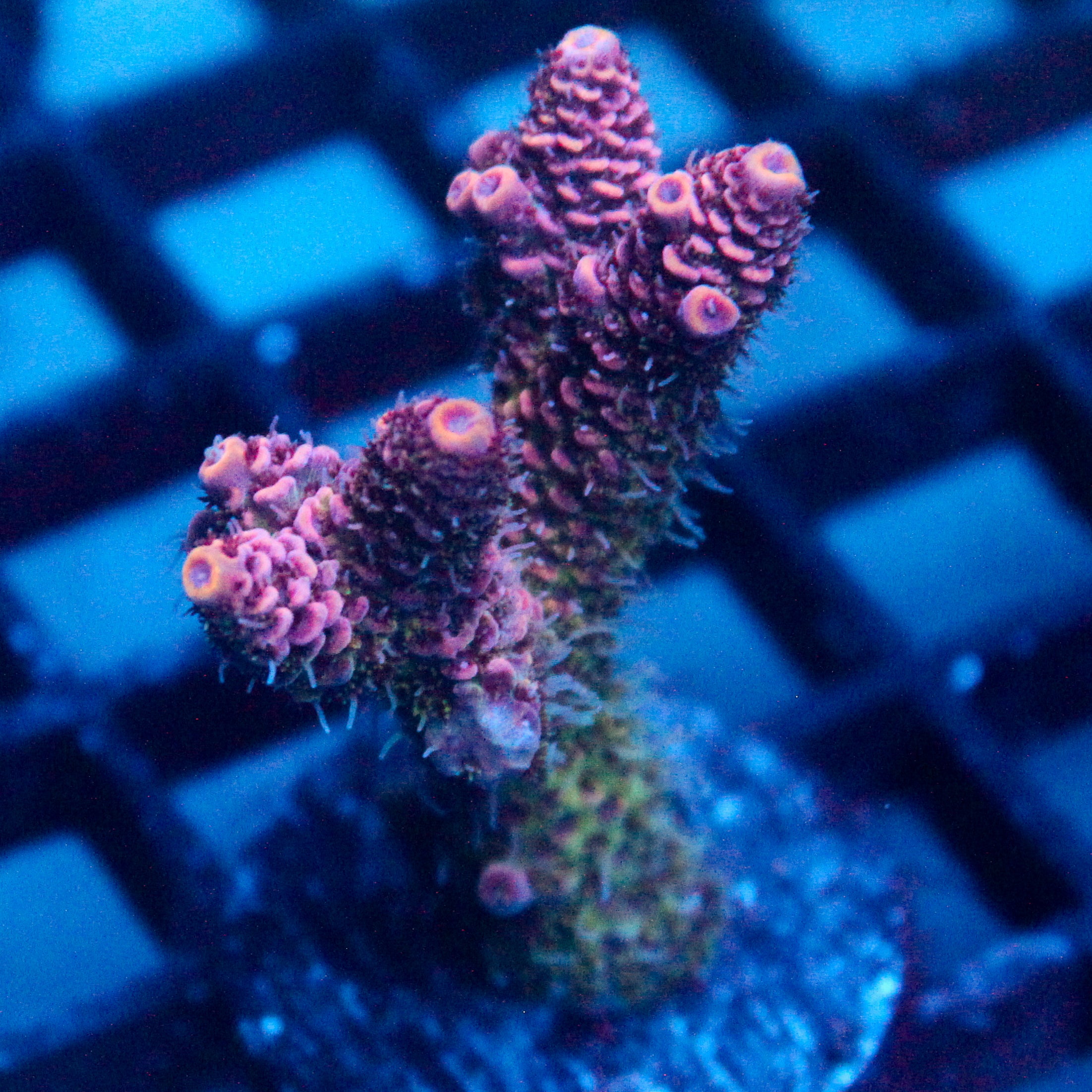 JC Enchantment Acro
